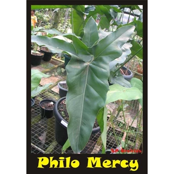 Philodendron Mercy