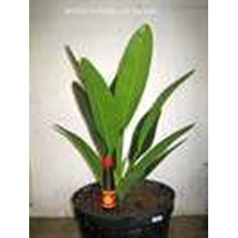 Anthurium tombak