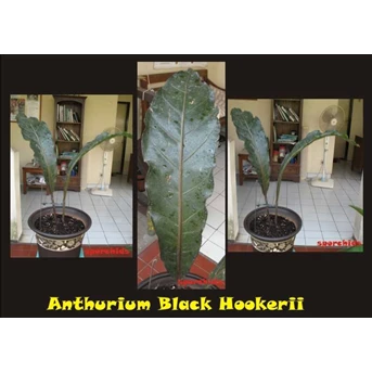 Anthurium Hookerii Black
