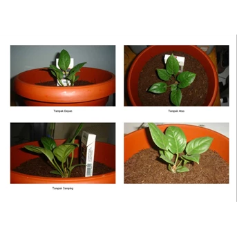 Anthurium Air Mancur