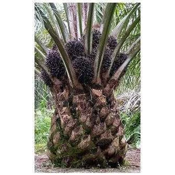 CPO & PALM KERNEL ( INTI )