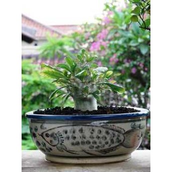 Pachypodium Saundersii