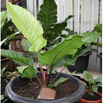Anthurium Black Beauty