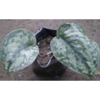 Philodendron sodiroi