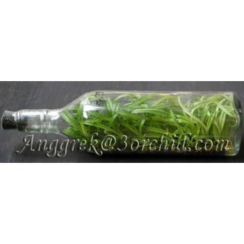 Bibit anggrek dalam botol