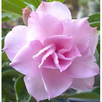 Triple Pink Rose