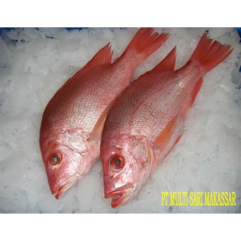 FROZEN SNAPPER