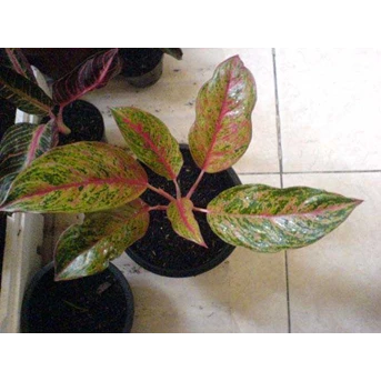Aglaonema tdk tau namanya