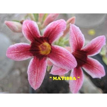 Matisa