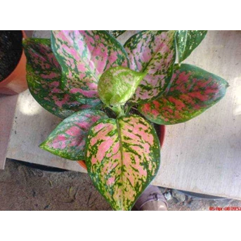 Aglonema dud Unyamanee