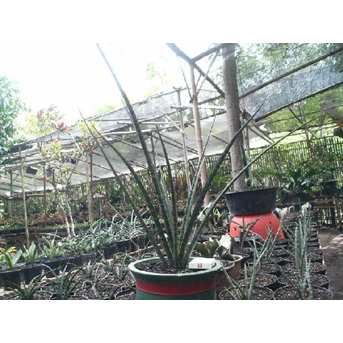 Sanseviera Parva Kenya (Besar)
