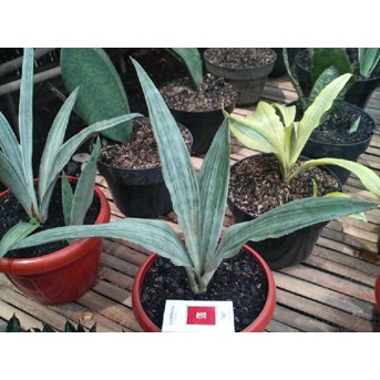 sanseivieria Silver arrow