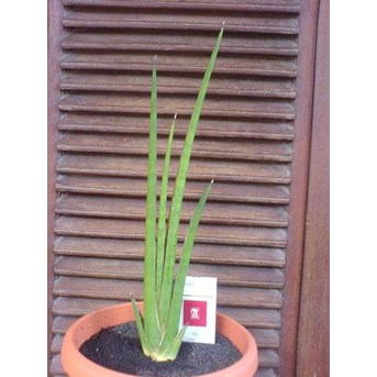 Sansevieria Rhodesiana medium/ SOLD OUT/ TERIMA KASIH.