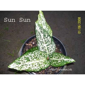 Sun Sun (Terjual) Stok beberapa