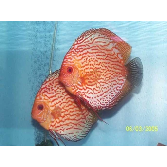 PIGEON BLOOD DISCUS