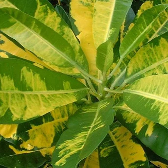 Puring Green gold