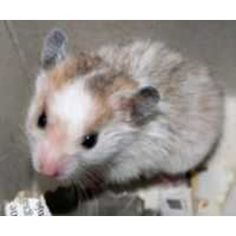HAMSTER hamster