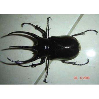 Chalcosoma caucasus