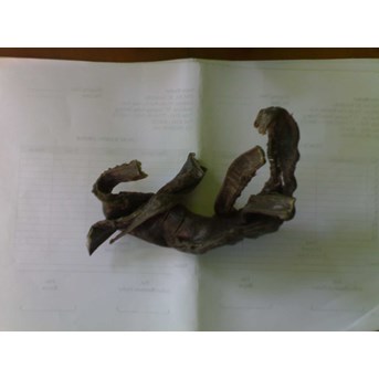 bekuan/prongkolan/plototan plastik