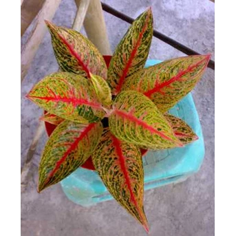 Legacy Merah 10 Daun