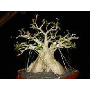 arabicum rcn legendaris