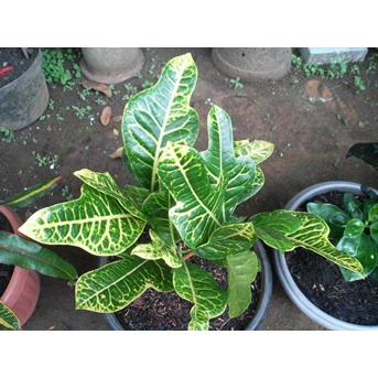 Kelaras Kuning