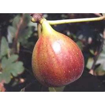 Bibit Buah Ara - Red Libya