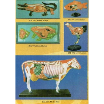 Patung anatomi biologi
