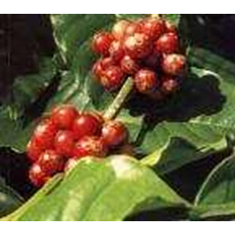 KOPI rebusta