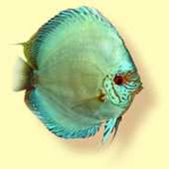 BLUE KNIGHT DISCUS