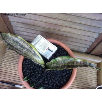 Sansevieria Kirkii var pulchra coppertone varigata ( kode A2) .