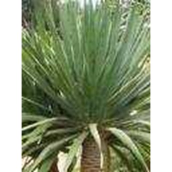 dracaena draco