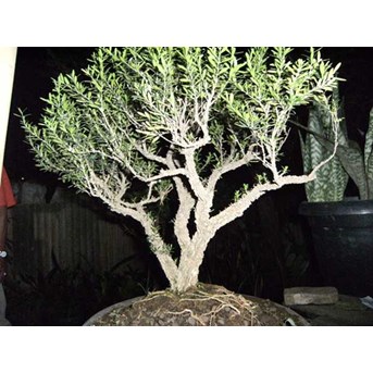 Bahan Bonsai Sentigi