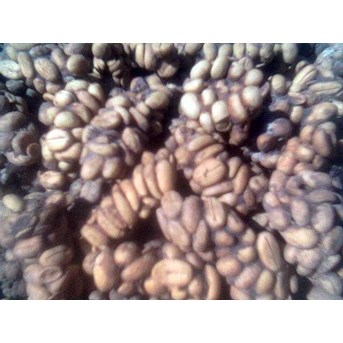 civet coffee/kopi luwak