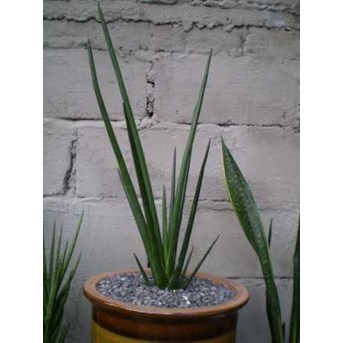 PENSIL ERYTREA
