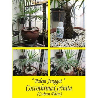 Palem Jenggot/Coccothrinax crinita