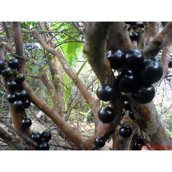 Kupalanda