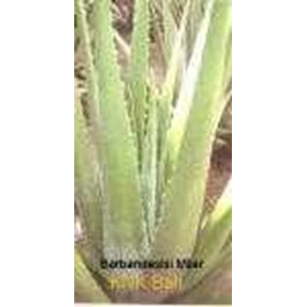 Aloevera Barbandesis