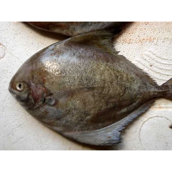 ikan bawal hitam ( black pomfret )