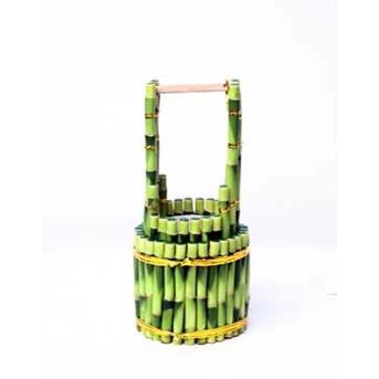 Suji/ Bambu Hoki ( Lucky Bamboo) KR 525