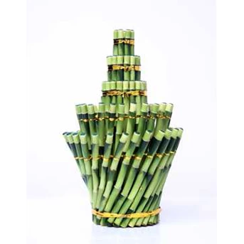 Suji/ Bambu Hoki ( Lucky Bamboo) AM 530