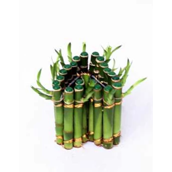 Suji/ Bambu Hoki ( Lucky Bamboo) LOVE
