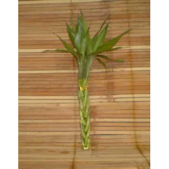 Suji/ Bambu Hoki (Lucky Bamboo) TW 520