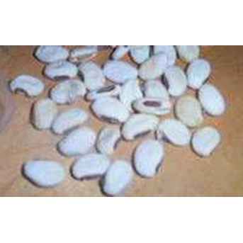 Benih Kacang Koro (Canavalia Ensiformis)