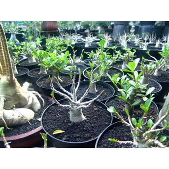 Seedling Thaisoco dan RCN