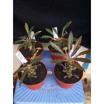 Dorstenia Crispa, Rata2 bercabang
