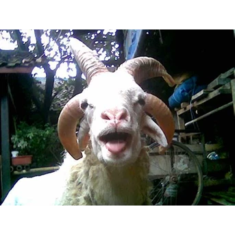 Dijual Domba Tanduk 4