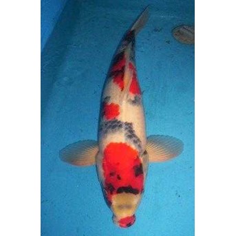 Ikan Koi