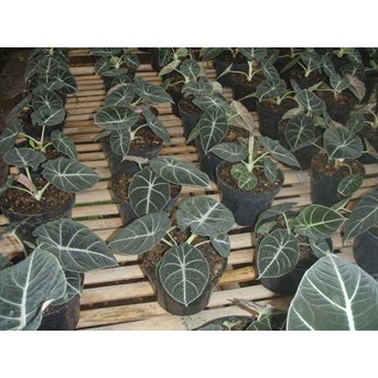kumpulan velvet