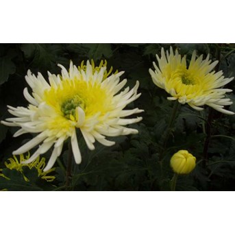 WHITE CRISANT